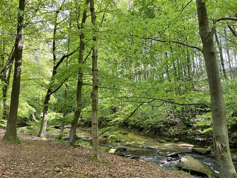 a shot of some trees in a forest area